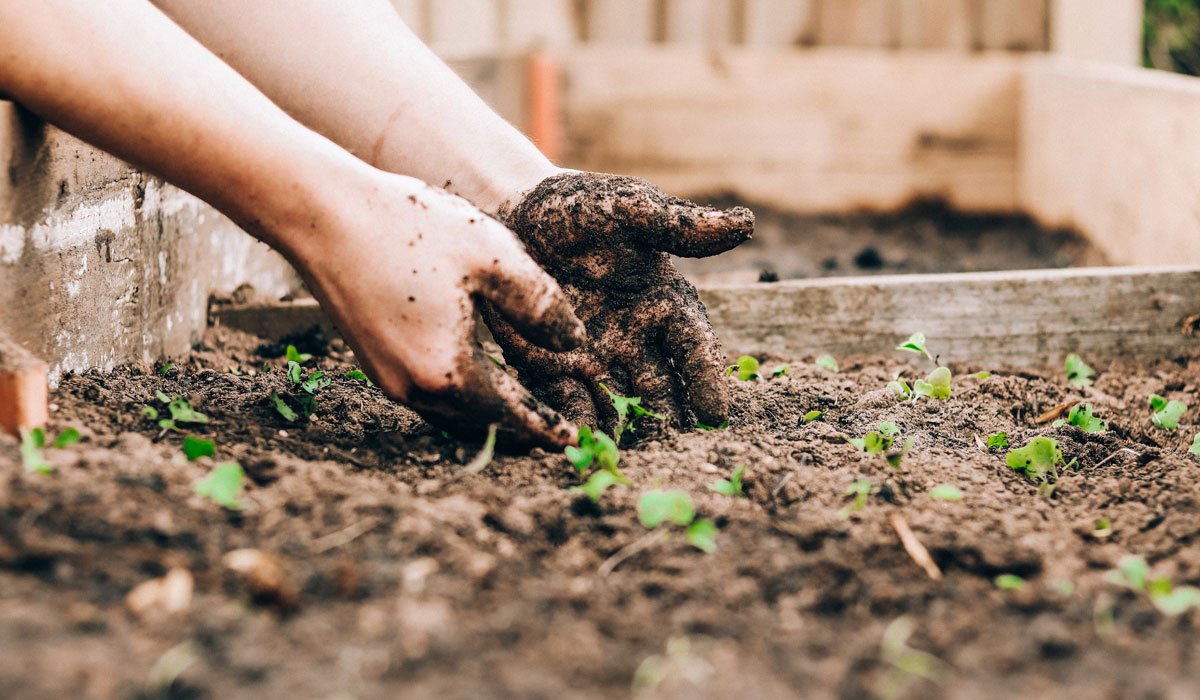 Summer garden tips